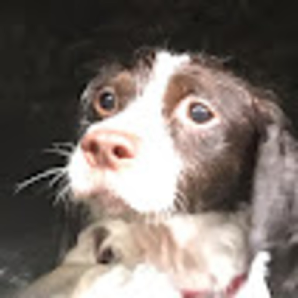 Meet your Posher, Momatethecat